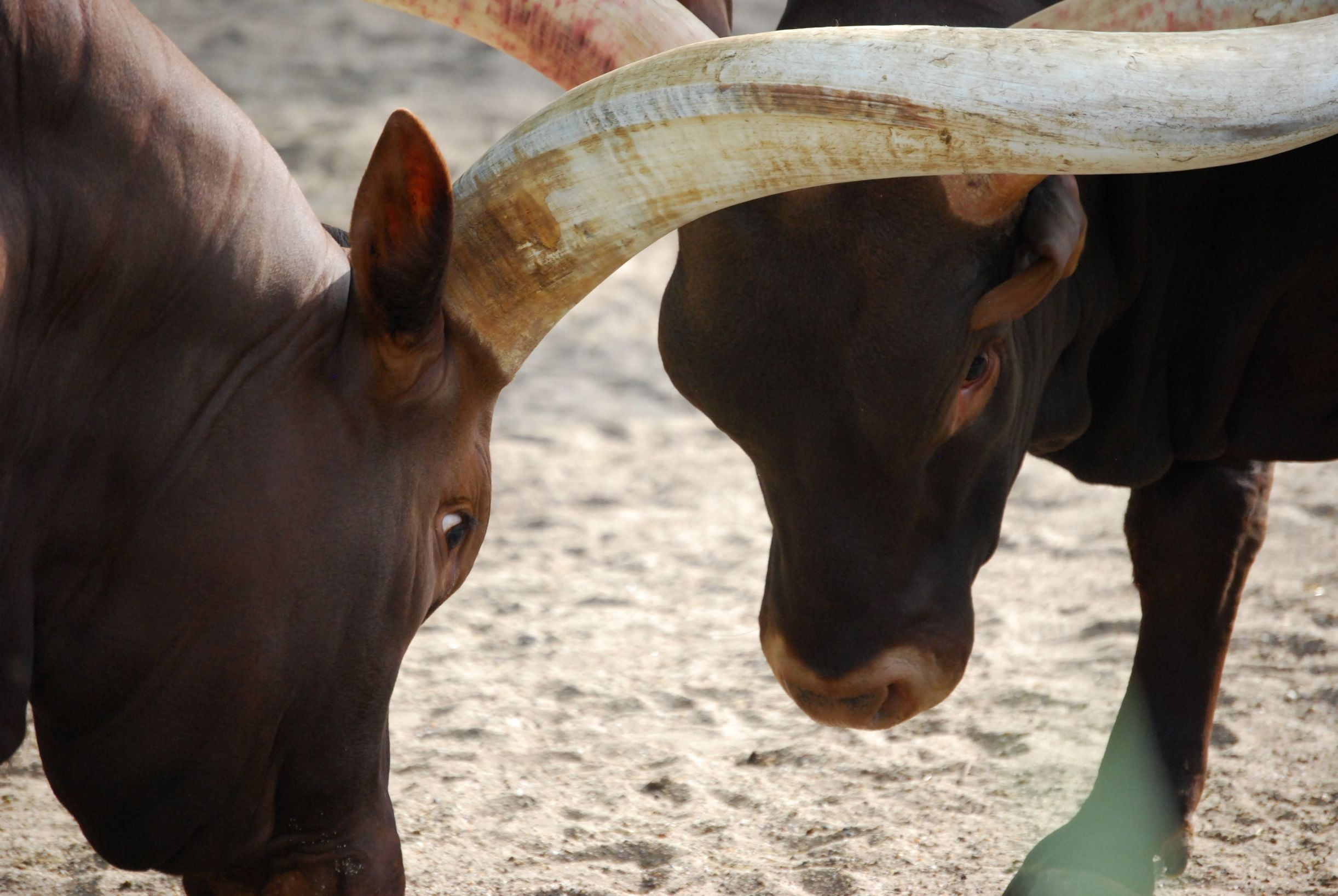 als je partner wil scheiden